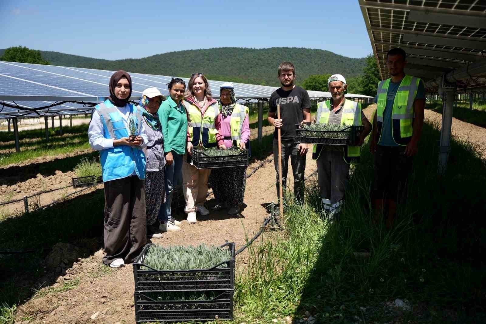 Samsun’da Yenilikçi Agrivoltaik Tarım Yöntemleri ve GES Projeleri